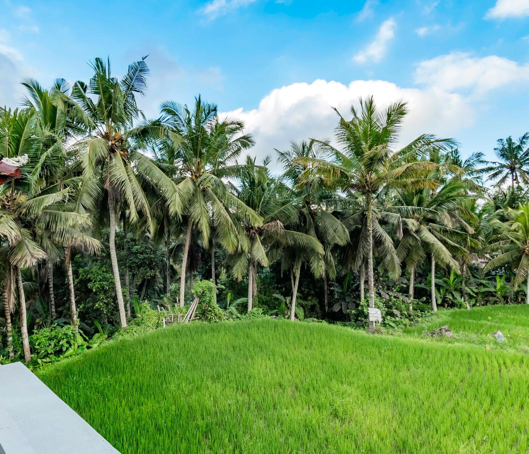 As I Am Ubud Retreat الغرفة الصورة