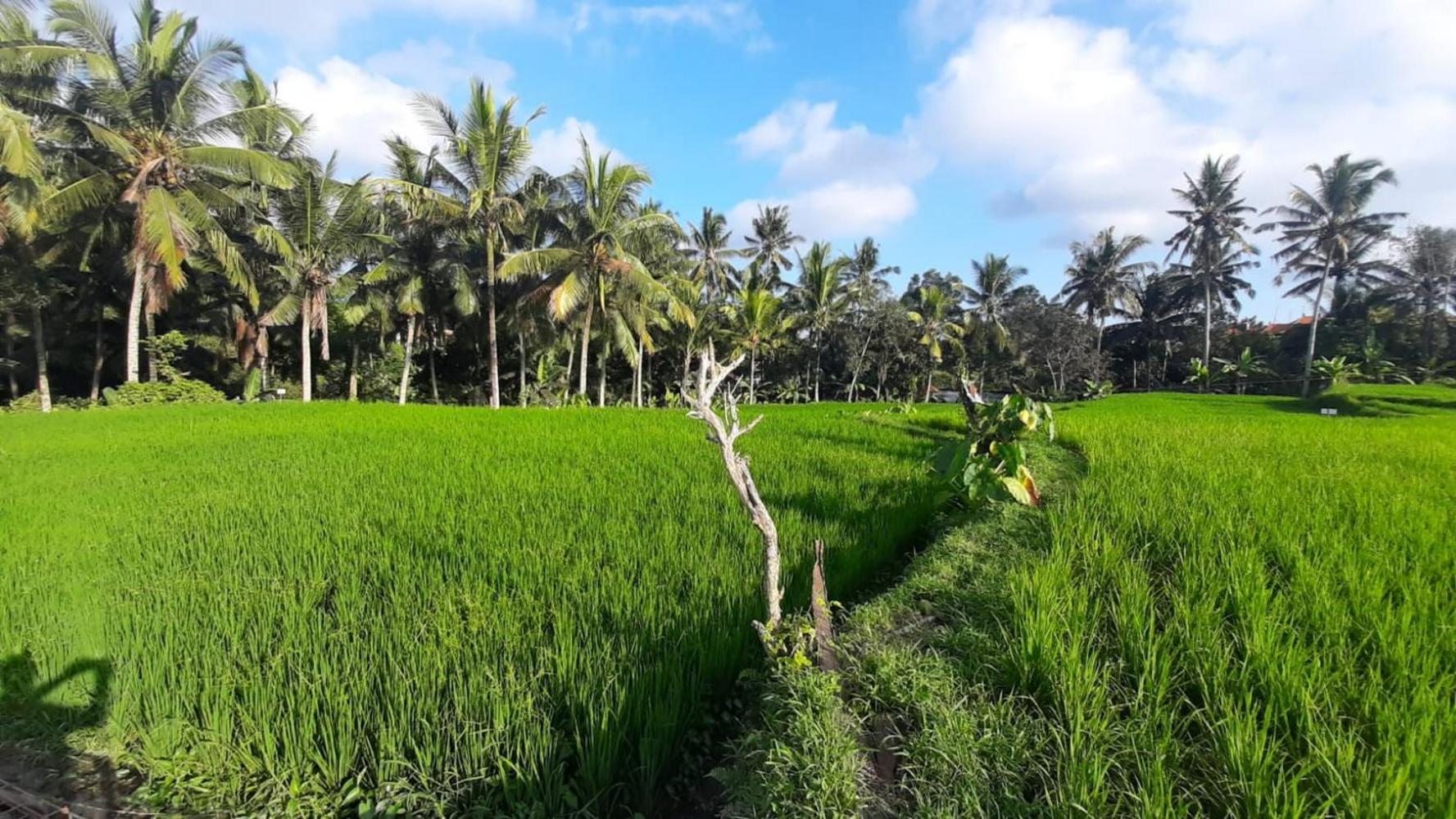 As I Am Ubud Retreat المظهر الخارجي الصورة