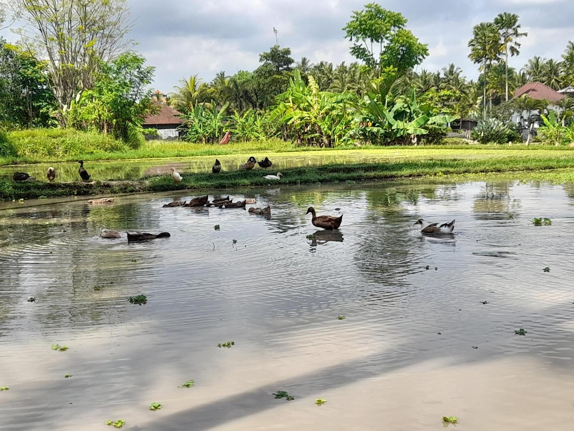 As I Am Ubud Retreat المظهر الخارجي الصورة